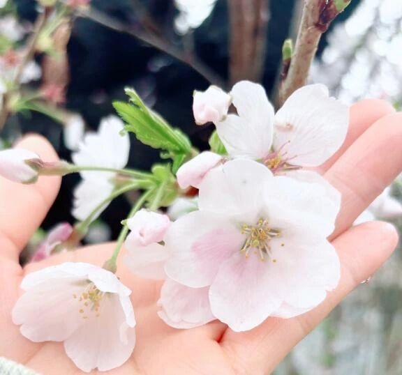感謝！！🌸