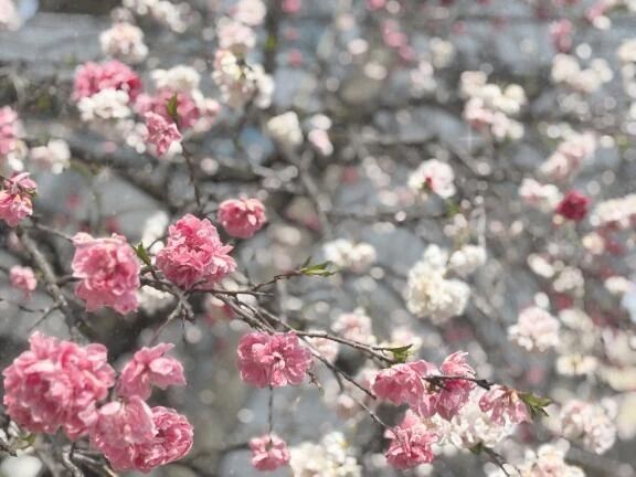 さくらのような