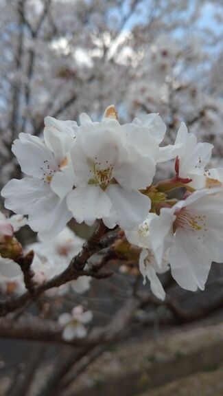 ３月 感謝の気持ち