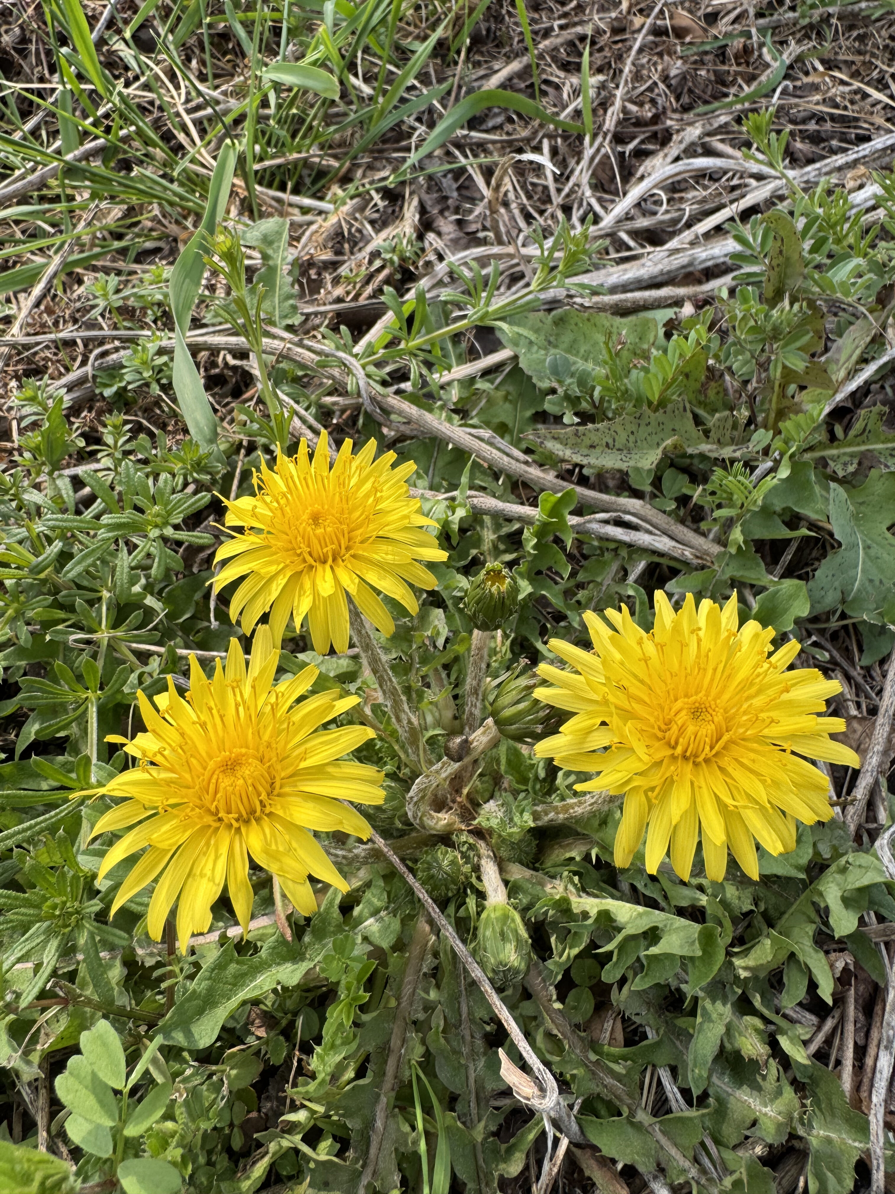 コーヒーと塩パン♡