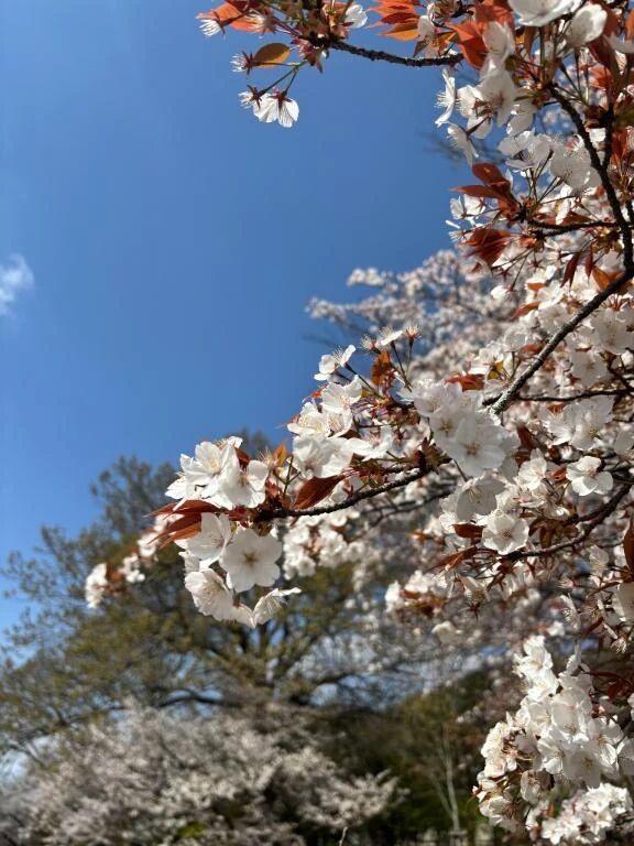 お休み…𓂃🌸𓈒𓏸