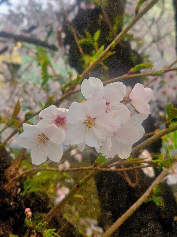 [お題]from:宴会部長さん