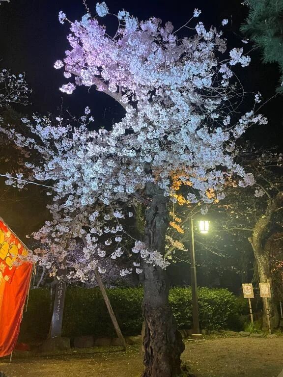 夜桜🌸