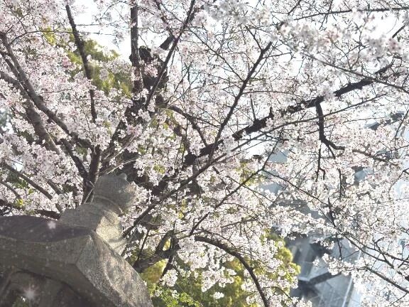 お花見の定義とは