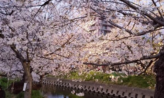 日々感謝♡出勤予定のお知らせ☆