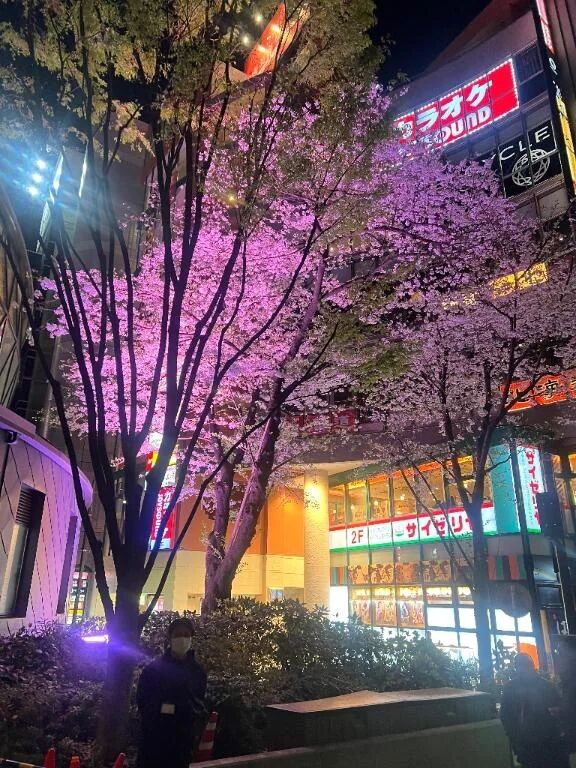 桜が綺麗でしたよ
