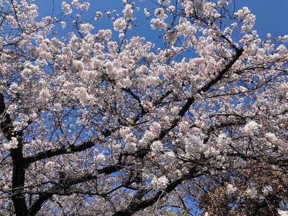 お久しぶりでございます。