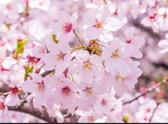 あちこち 桜🌸いっぱいだね🌸