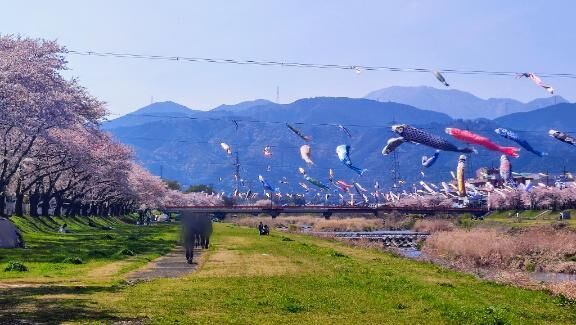 雨が降る前に…🌸✨