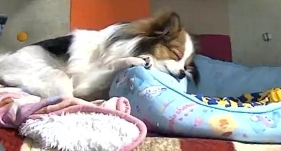 ぽれのペットに君もならないかっ‼️‼️‼️