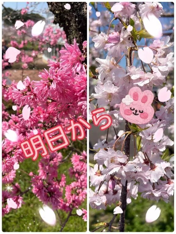 明日から♡