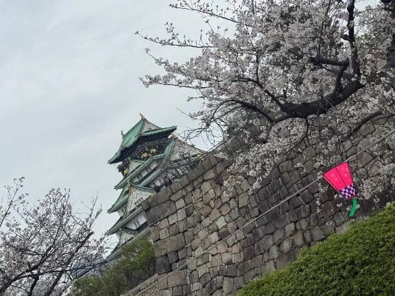 桜🌸