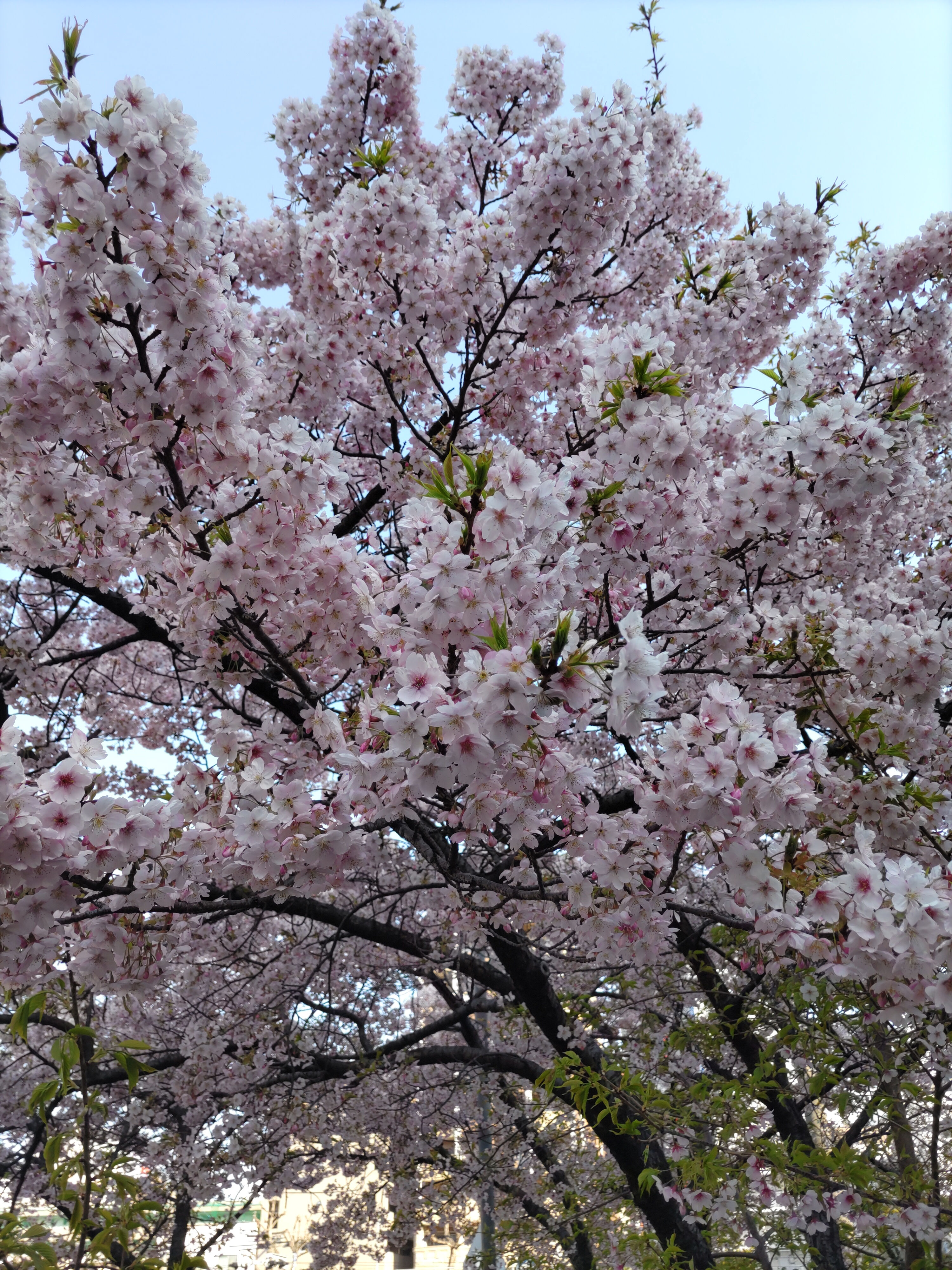 (⁠≧⁠▽⁠≦⁠)