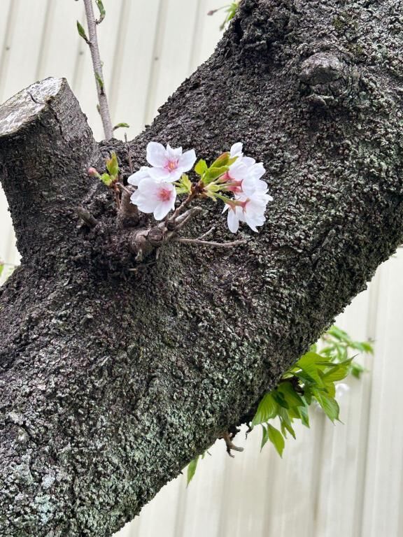 お花見した？♡