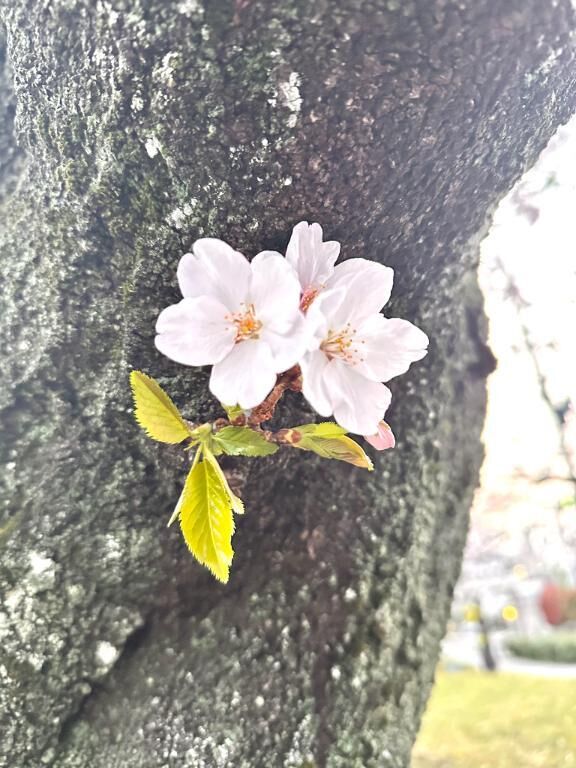 [お題]from:宴会部長さん