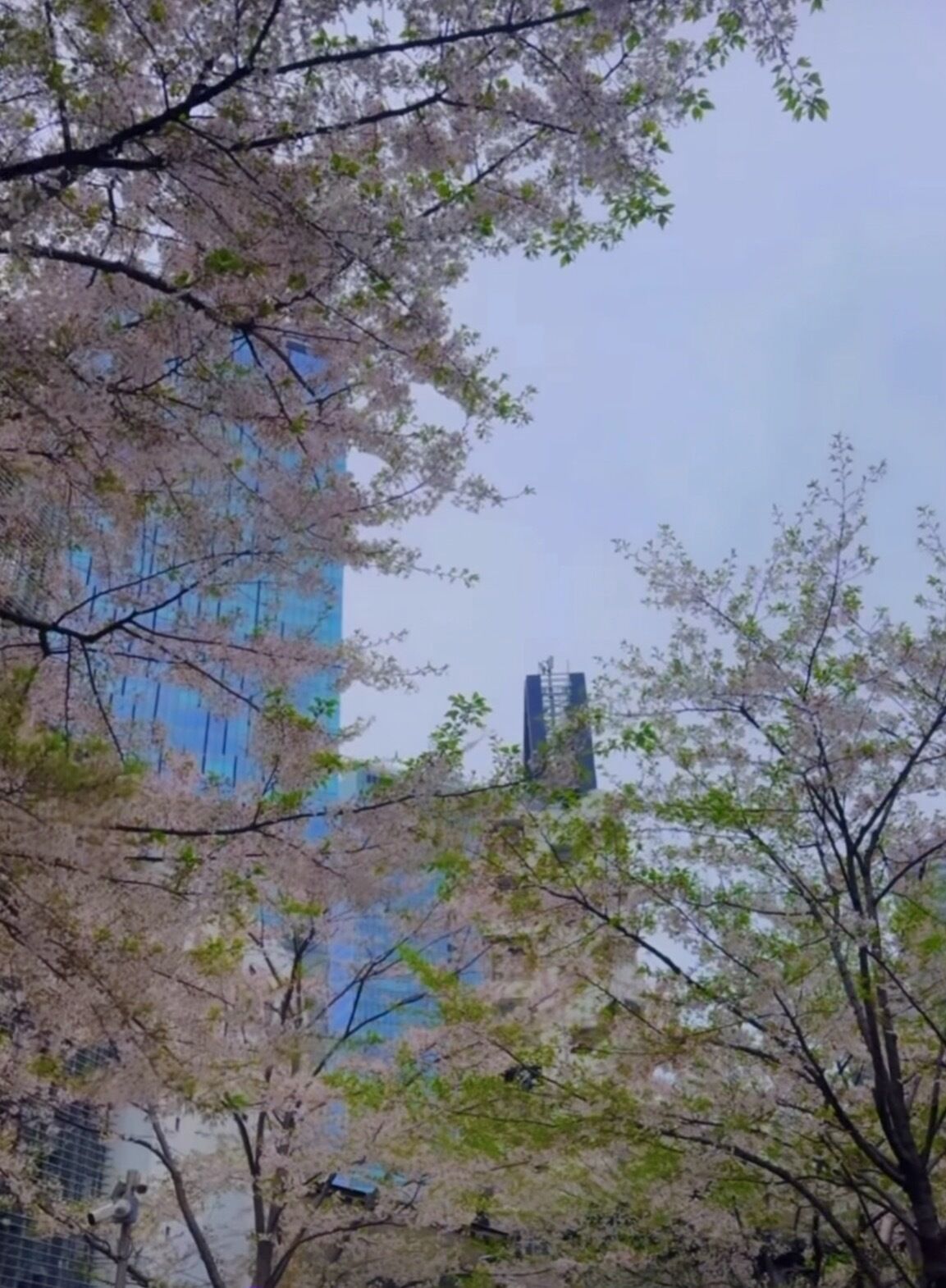 葉桜になってたり🍃🌸火曜日に浜松帰宅します