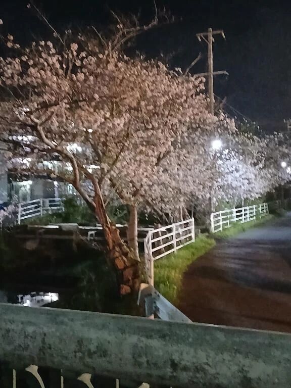 ☆桜が散ってなくなる前に☆