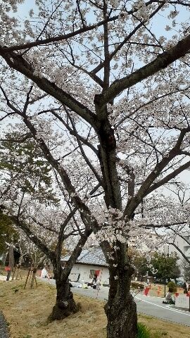 ４月♡５日のお礼メール♡です。♡♡♀♡