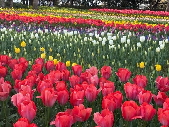 咲いた咲いた♡