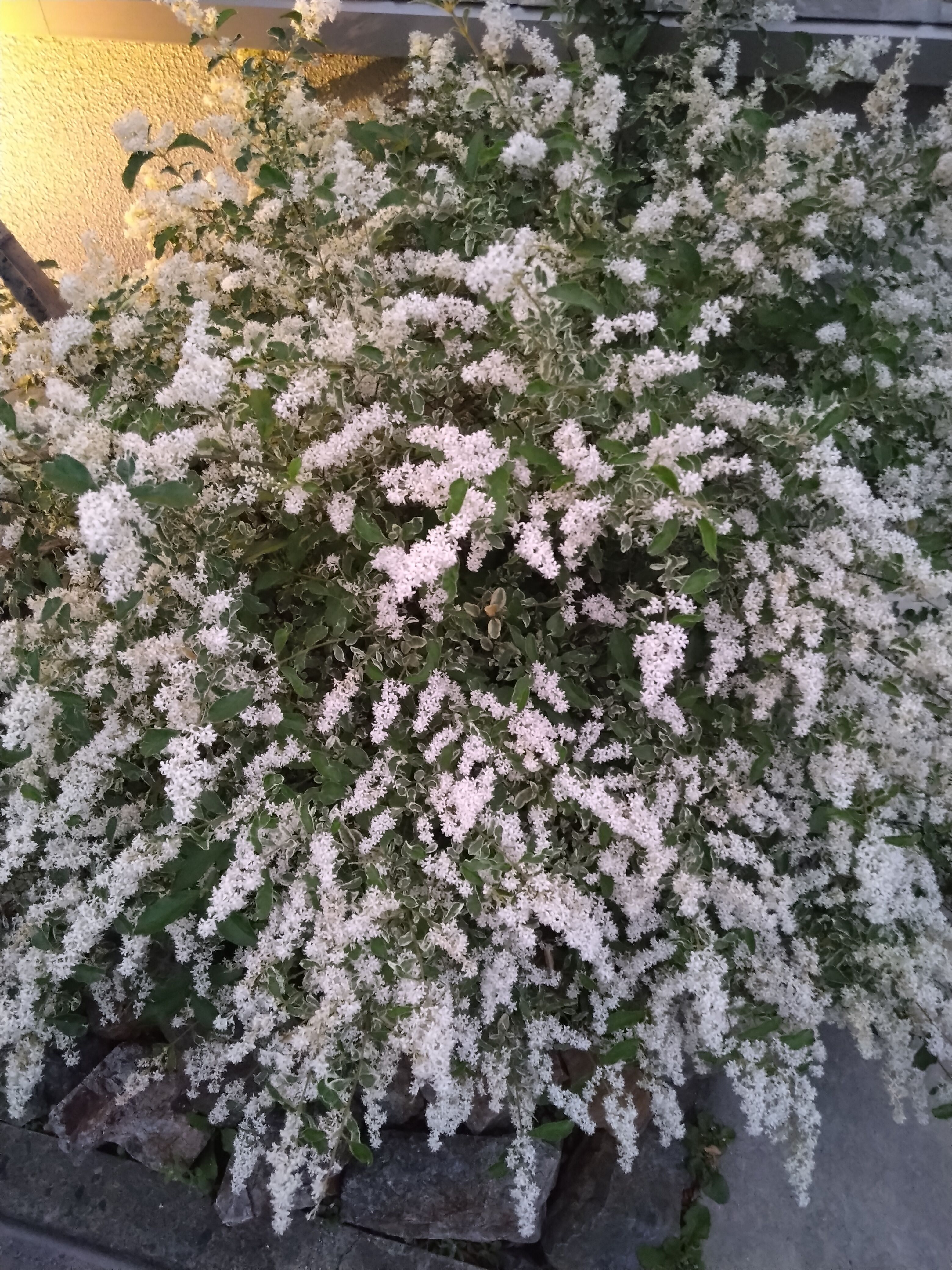 こんばんは〜☆