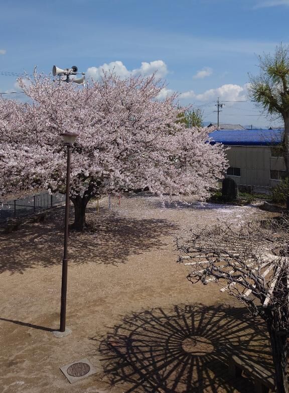 花見(♡θ♡♡♡θ♡)