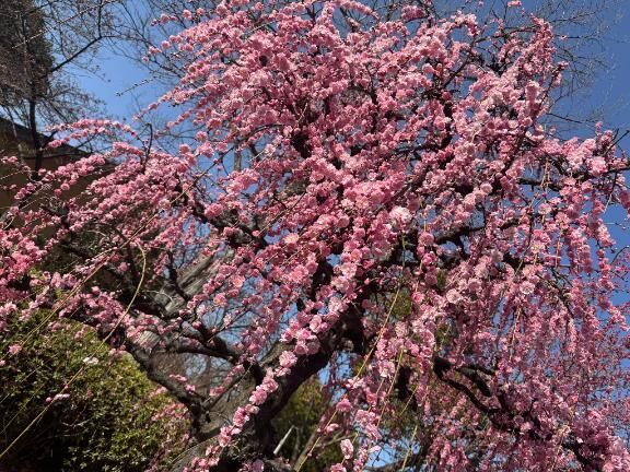 ♡♡♡次の出勤♡♡♡