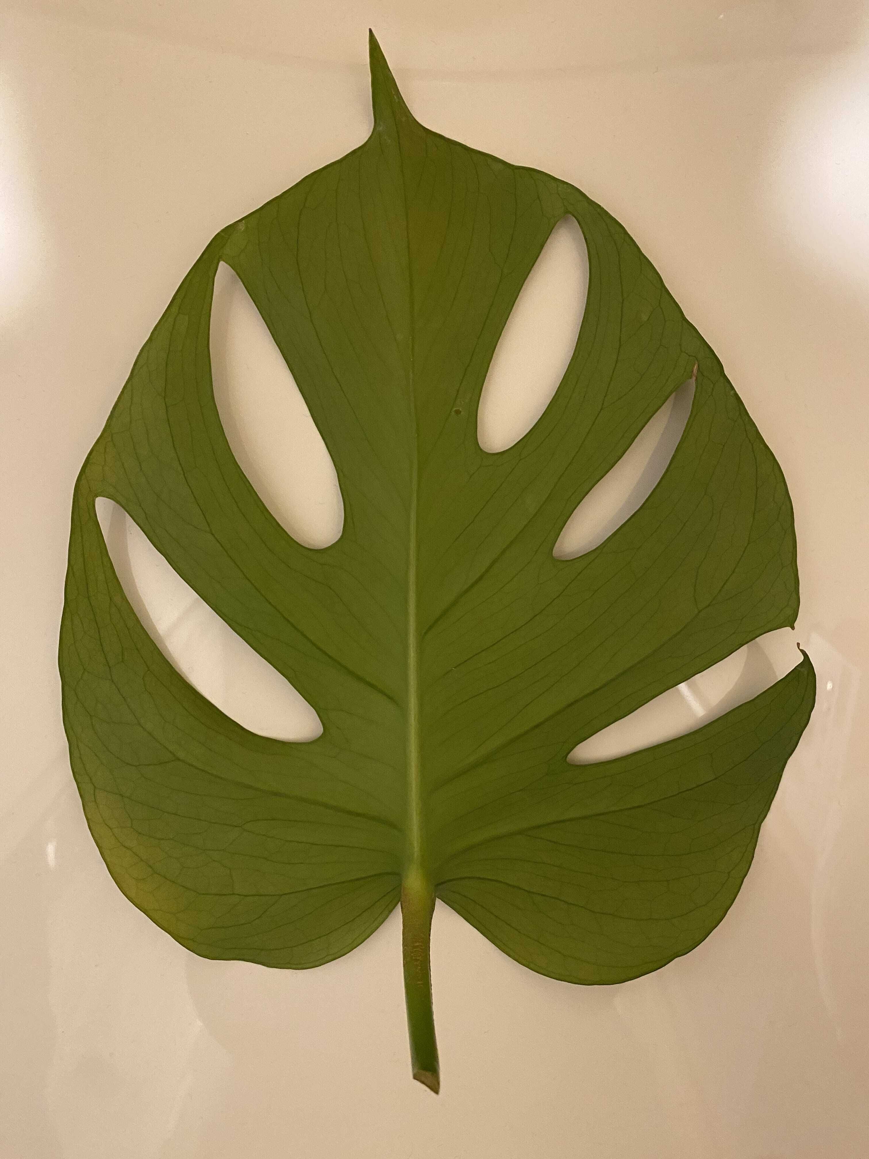 ラッキー☆ハウス