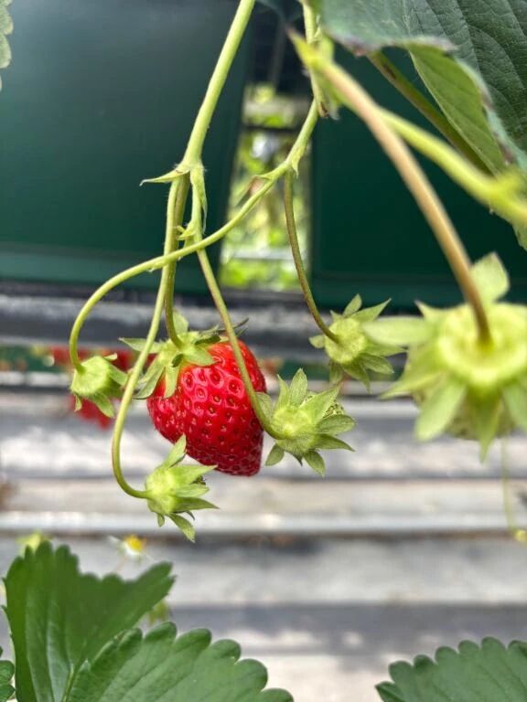 おでかけしてきました🍓