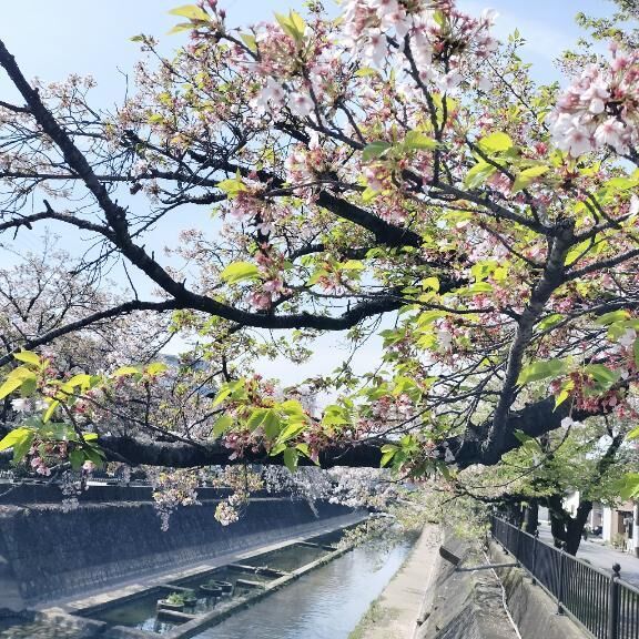 だいぶ葉っぱ・・