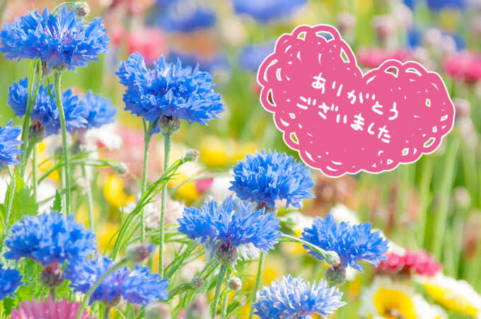 8日アリュールN様お礼日記