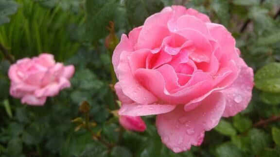 雨の日は……♡♡♡♡♡