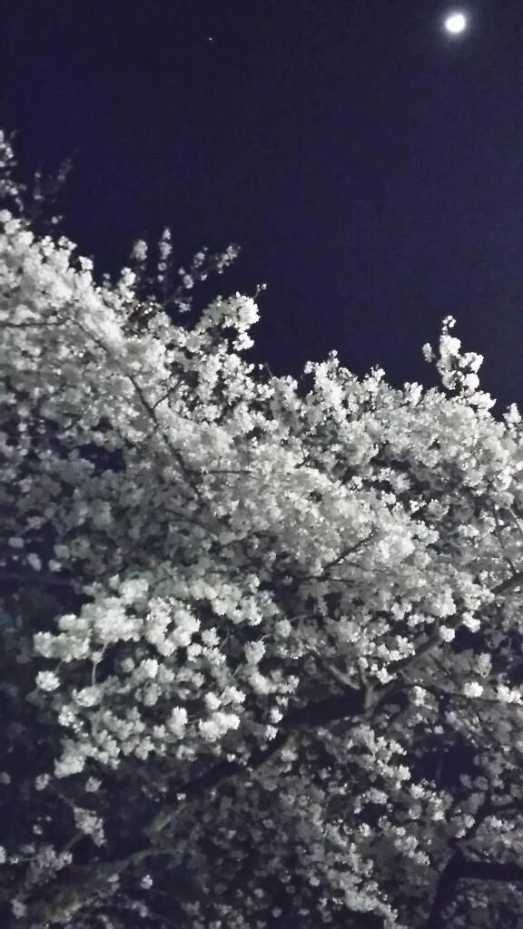 夜桜