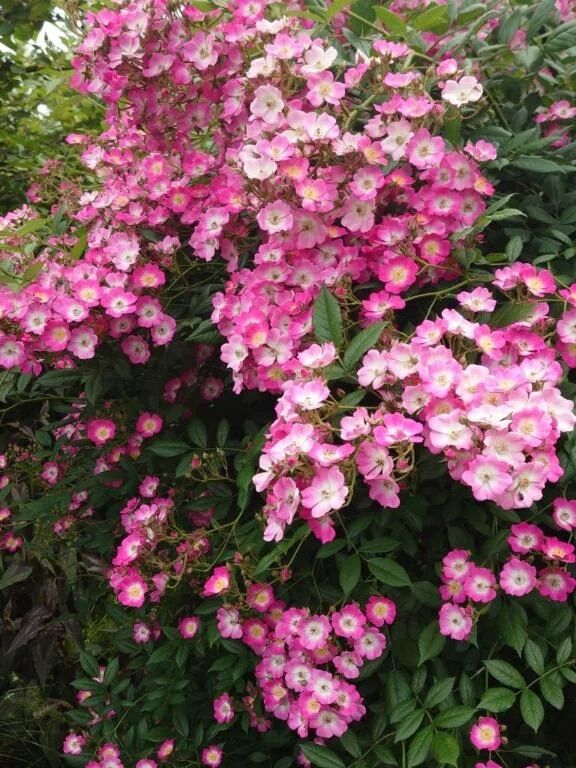 ⭐出勤日のお知らせ⭐