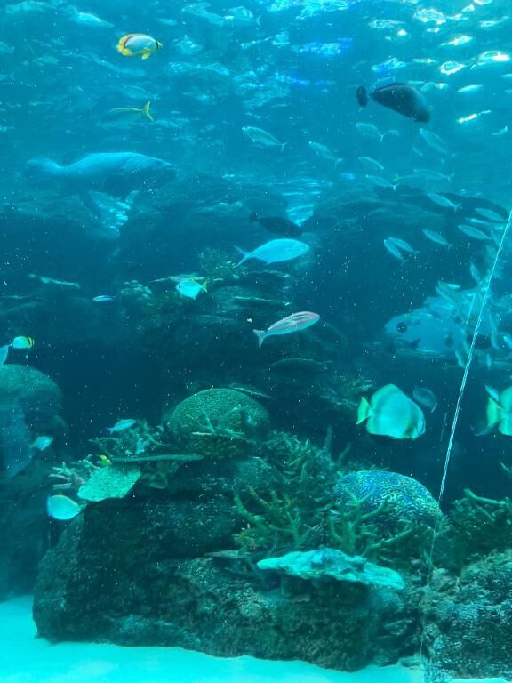 〜犬ちゃん派？猫ちゃん派？〜