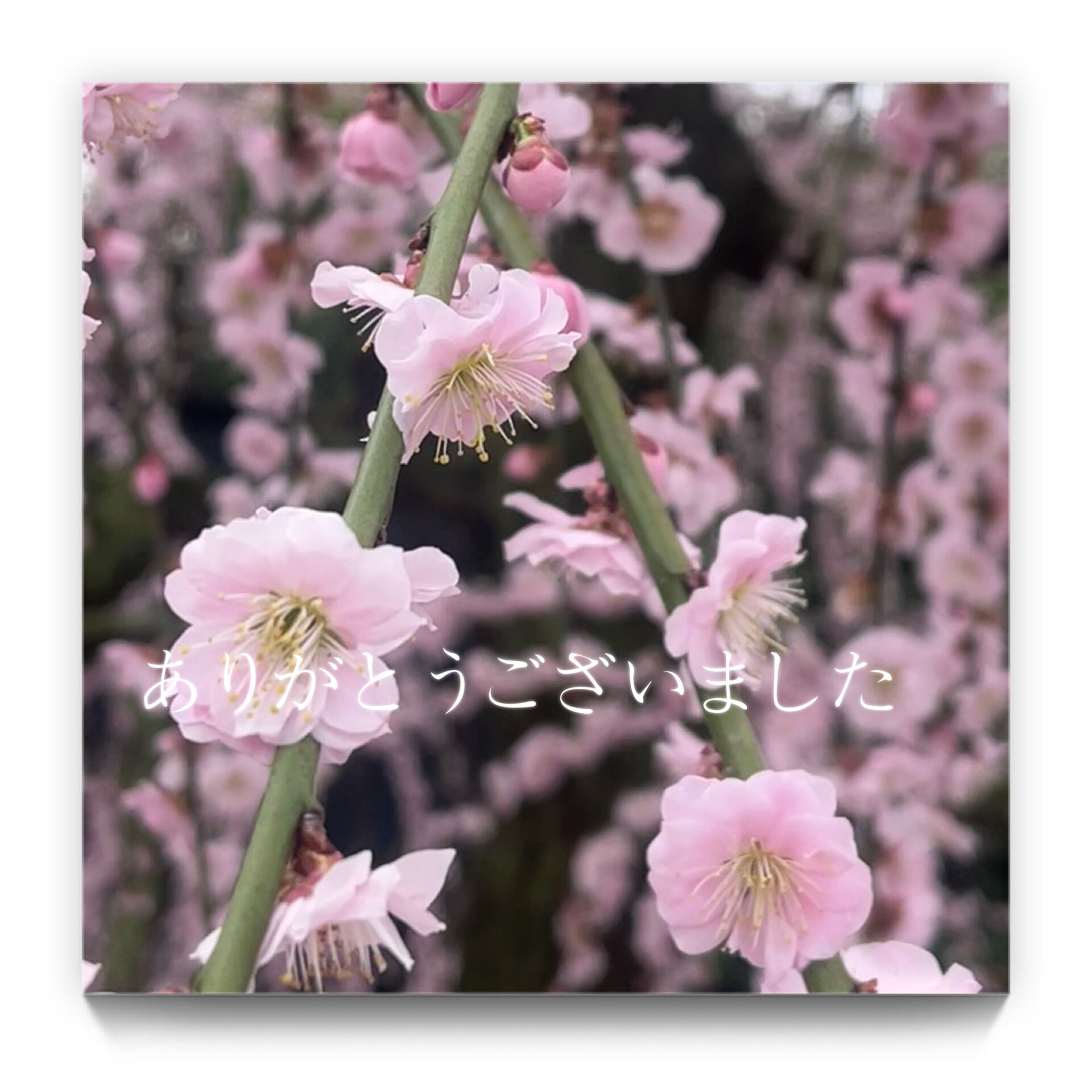 ありがとうございました