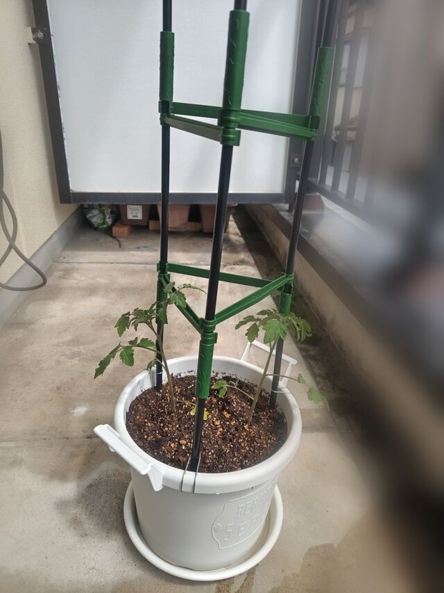 植え替え🌱