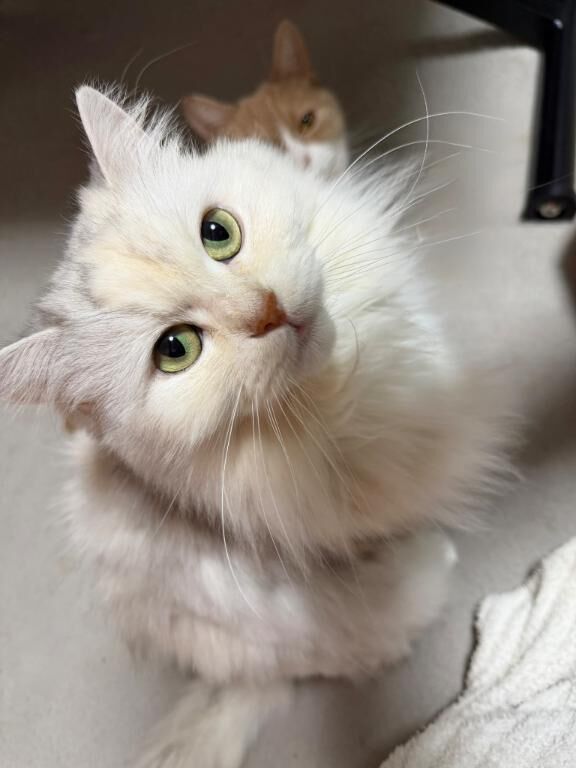 しおん -♡♡