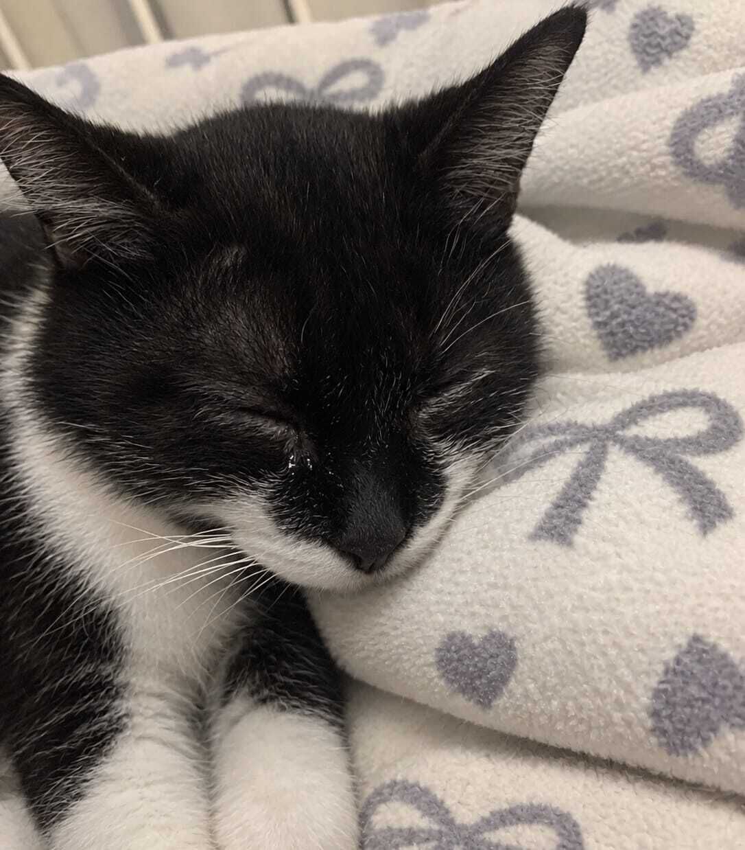 ねこちゃんがたいへん...