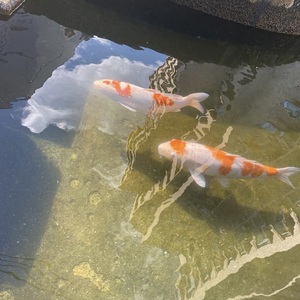 ラブボート新栄