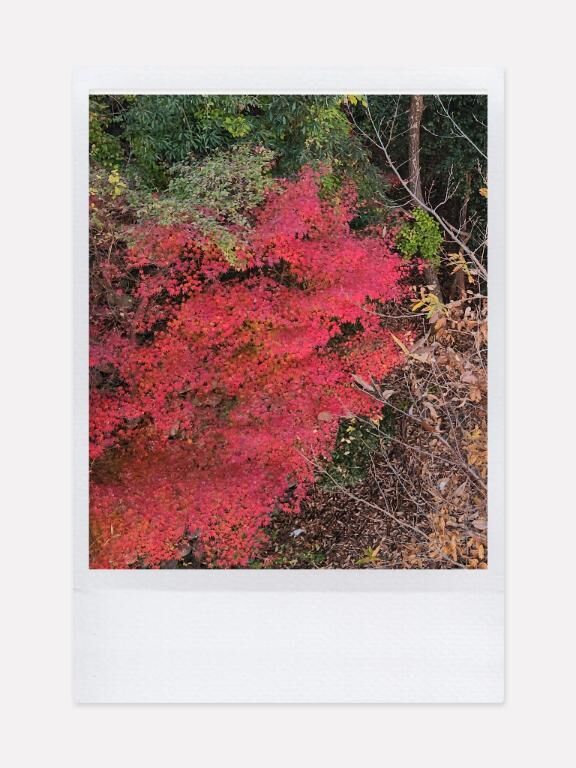 12.04 - すずらん☆Suzuran