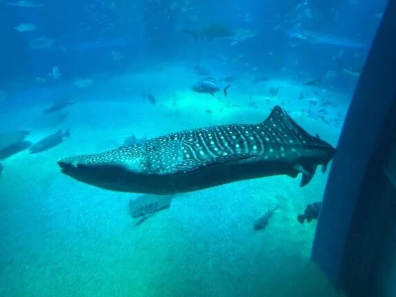 岐阜きた！ - なずな