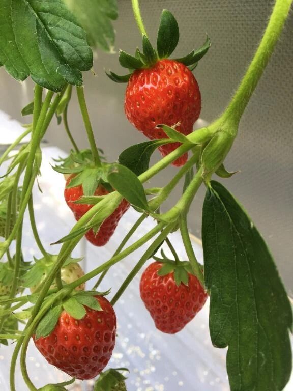 おはようございます☀️ - みさき『プレミアキャスト』